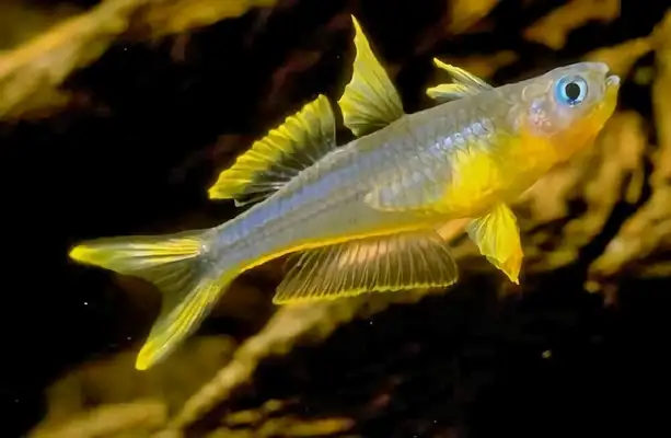 Neon swallow identity information