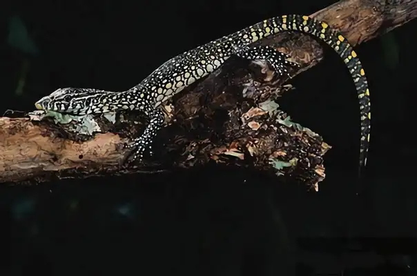 Diphtheria giant iguana identity information