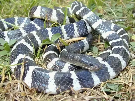 Ikeitlin Sea Snake ID