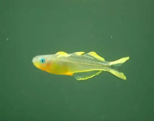 Neon swallow identity information