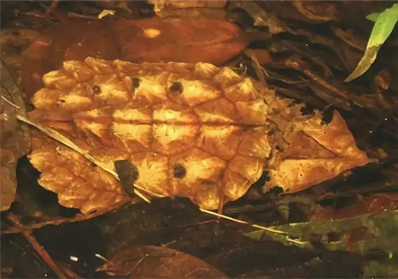 The identity of the dead leaf turtle