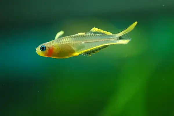 Neon swallow identity information