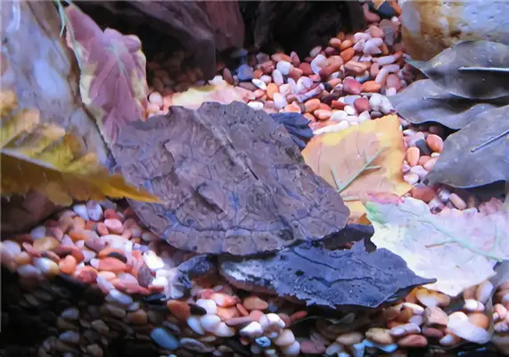 The identity of the dead leaf turtle
