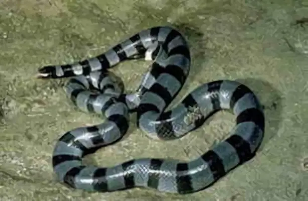 Ikeitlin Sea Snake ID