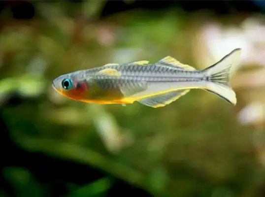 Neon swallow identity information