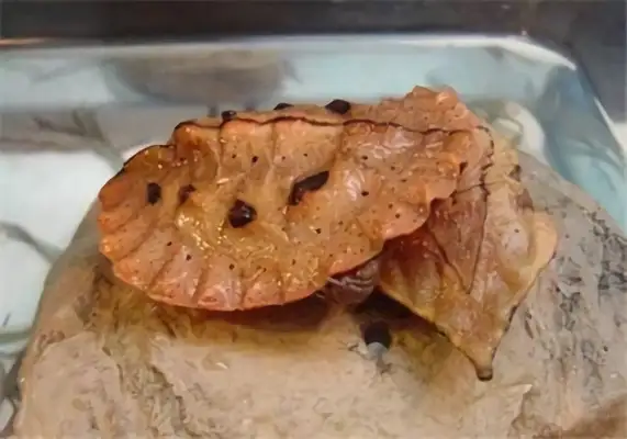The identity of the dead leaf turtle