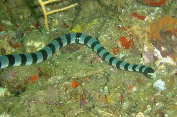 Ikeitlin Sea Snake ID