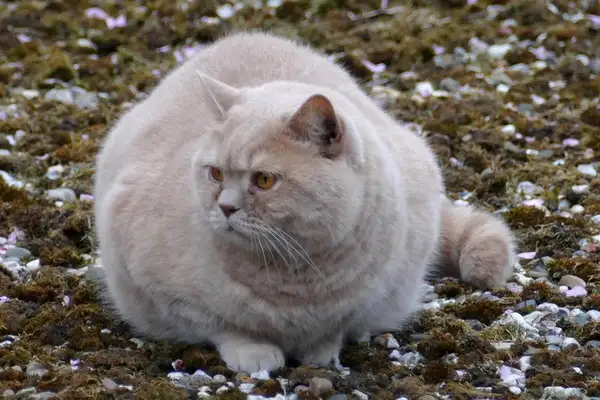 How's the Scottish Ears Cat