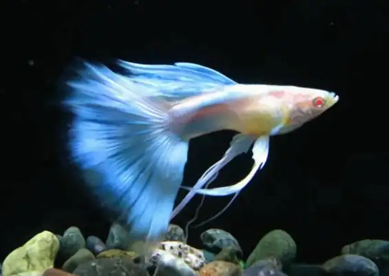 Peacock ID