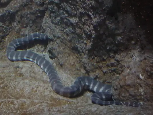 Ikeitlin Sea Snake ID