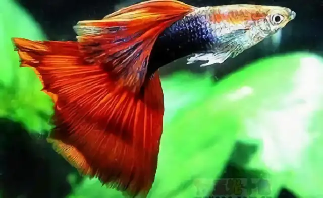 Peacock ID