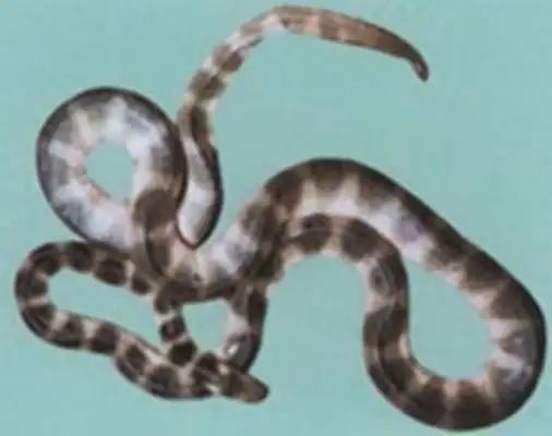 Ikeitlin Sea Snake ID