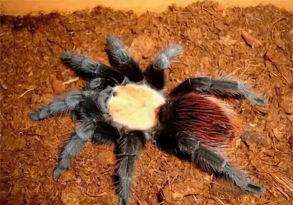 Mexican gold ID