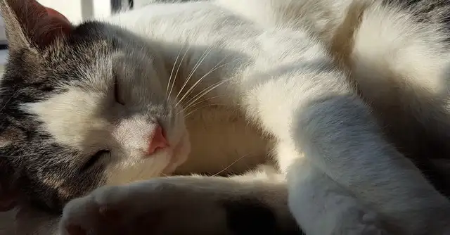 Ragmaphine. Lagfield's cat