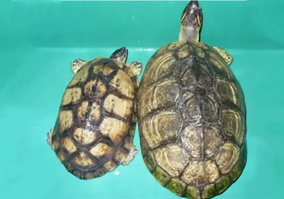 The identity of the ploughwood turtle