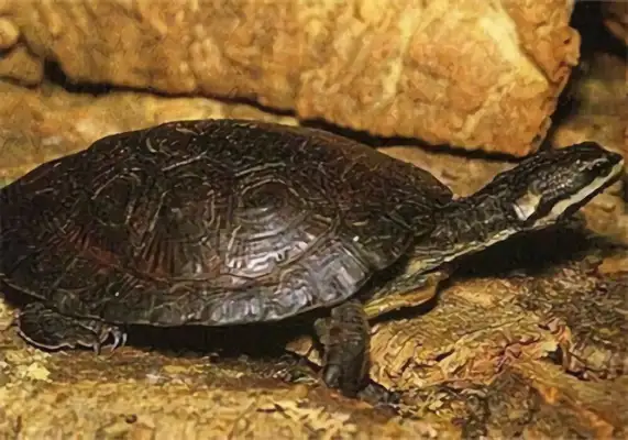 Mask-side neck turtle identity information
