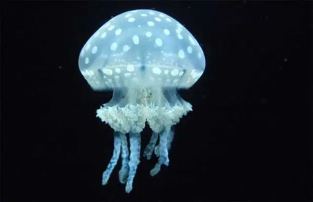 Jellyfish, jellyfish