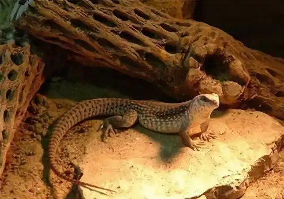 Desert iguana identity information