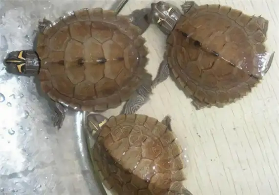 Map turtle identity information
