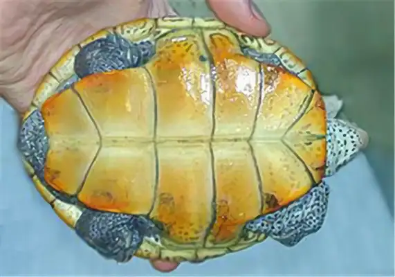 Mississippi drilling turtle identity information