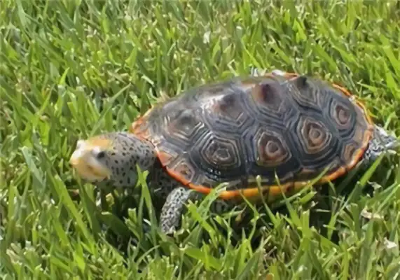 Mississippi drilling turtle identity information