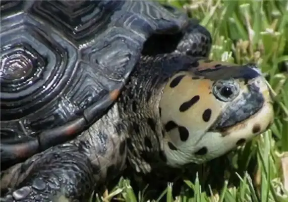 Mississippi drilling turtle identity information