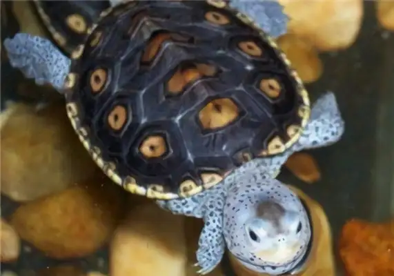 Mississippi drilling turtle identity information