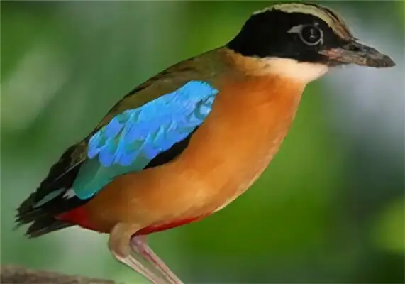 Blue wing eight-colour ID
