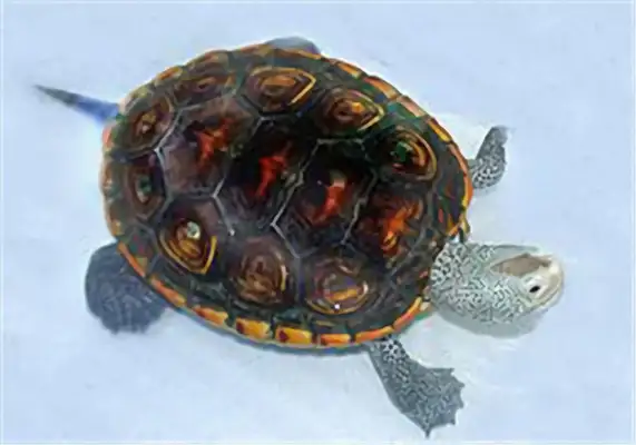 Mississippi drilling turtle identity information