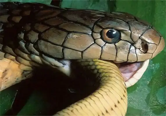 Cobra ID