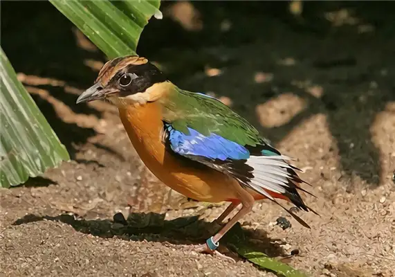 Blue wing eight-colour ID