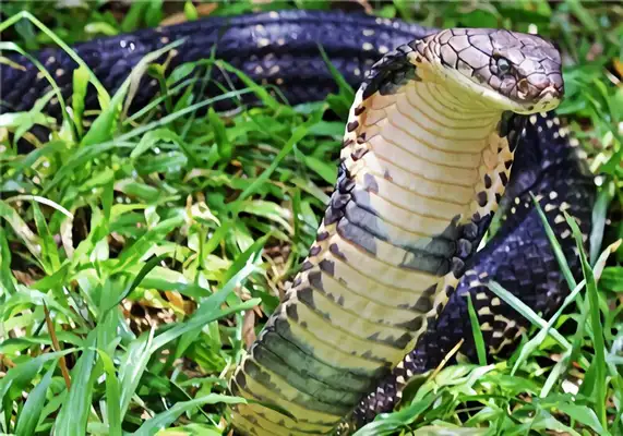 Cobra ID
