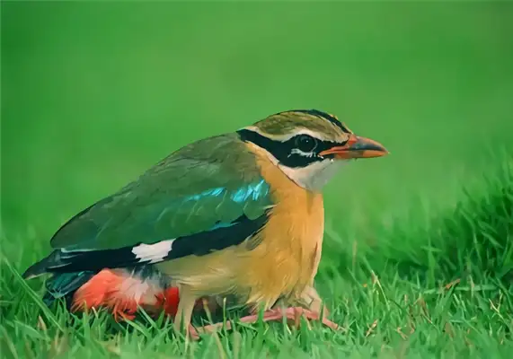 Blue wing eight-colour ID
