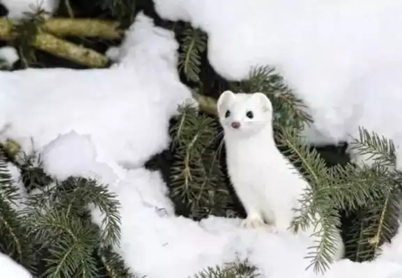 Is the ferret good