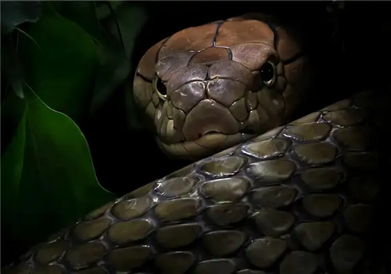 Cobra ID