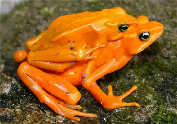 Golden Frog Identity Information