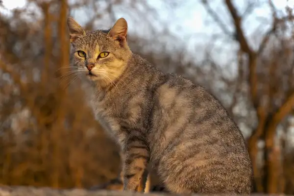 An introduction to the Orient Hair Cat