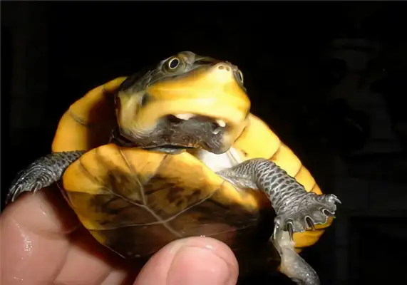 Amazon mud turtle identity information