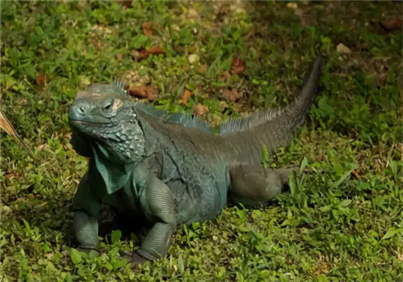 Blue rock iguana identity information
