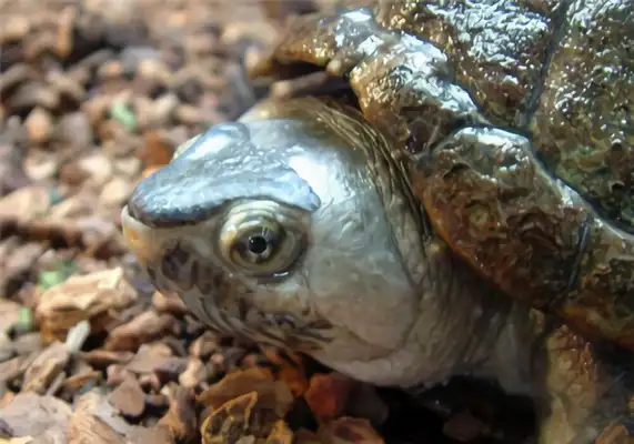 Amazon mud turtle identity information