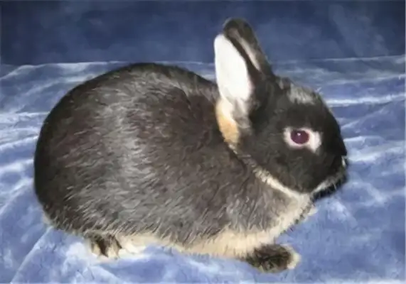 Shine rabbit identity information