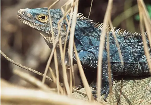 Blue rock iguana identity information