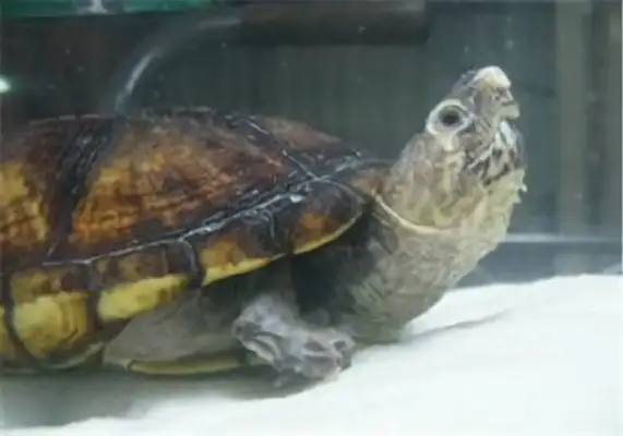 Amazon mud turtle identity information