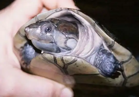 Amazon mud turtle identity information
