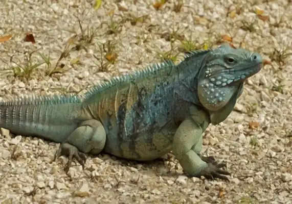 Blue rock iguana identity information