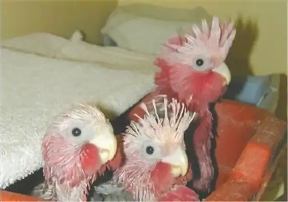 Info on the identity of the pink parrot