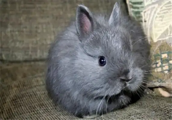 Jersey rabbit identity information