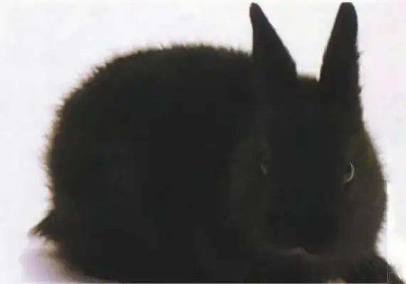 Shine rabbit identity information