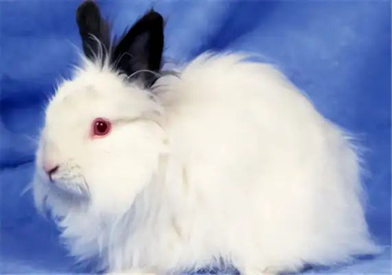 Jersey rabbit identity information