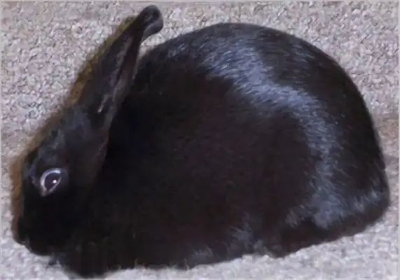 Shine rabbit identity information